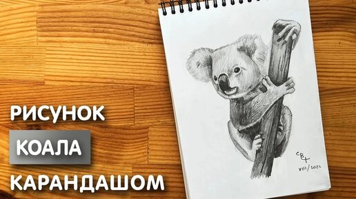 Как нарисовать Коалу карандашом | Рисунок для начинающих поэтапно