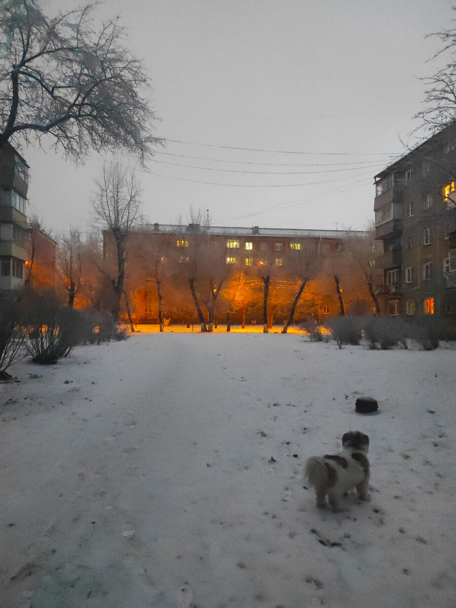 Гуляем с собакой недалеко от дома. 28 ноября 2020.