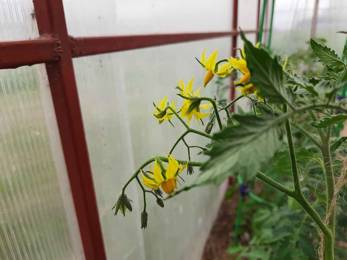 Опыляются томаты сами, только не всегда