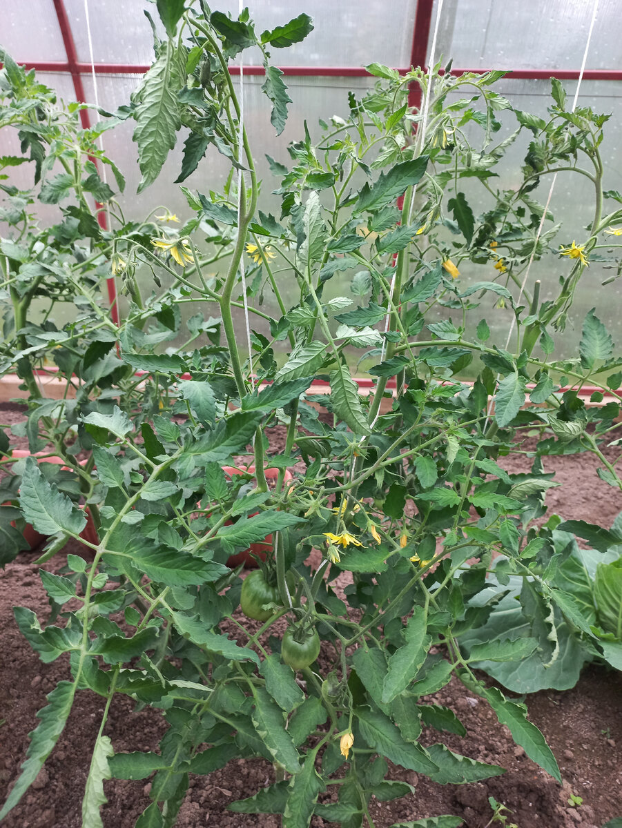 Томат, посеянный 23 февраля.