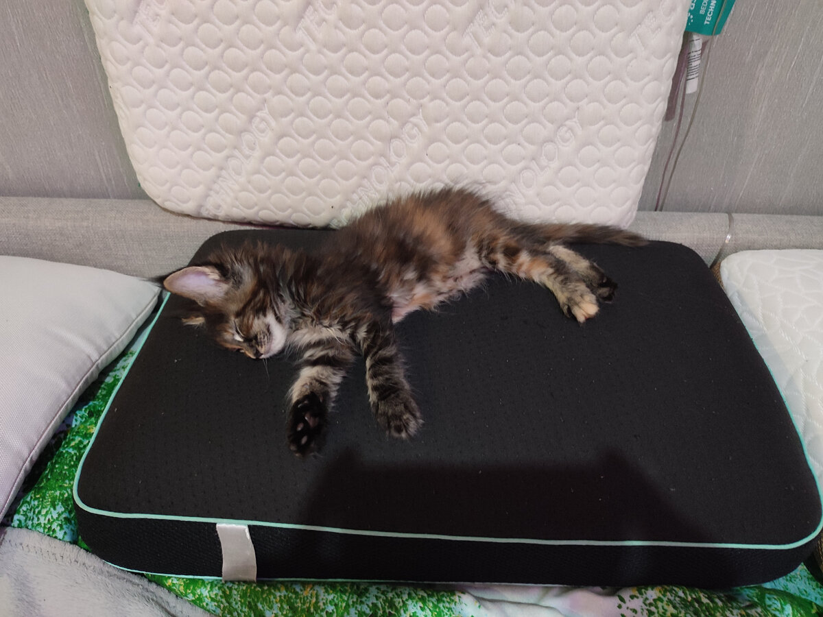 Новое спальное место