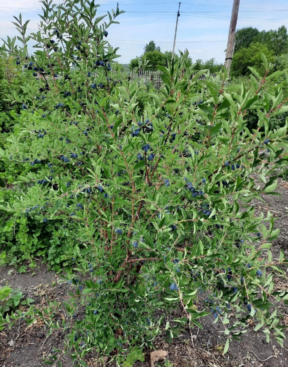 Нехватка влаги