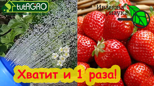 ВСЁ, ЧТО ТЕПЕРЬ НАДО ЗЕМЛЯНИКЕ (КЛУБНИКЕ). И урожай - ВЁДРАМИ! И никаких гнилей и пятен на листьях!