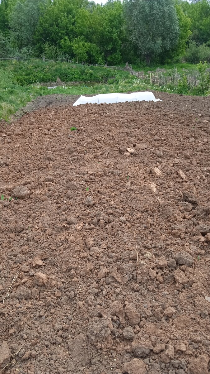 фото автора, часть моего огорода, конец мая а из за засухи пока мало что всходит