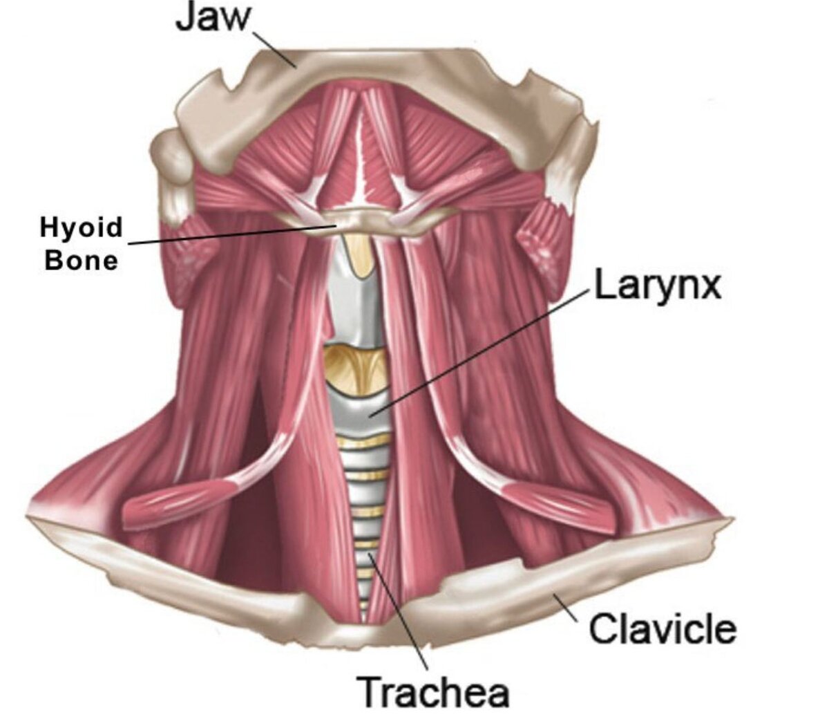 Подъязычная кость (Hyoid Bone), мышцы над ней – диафрагма рта 