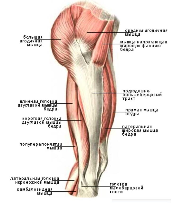 Квадрицепса бедра