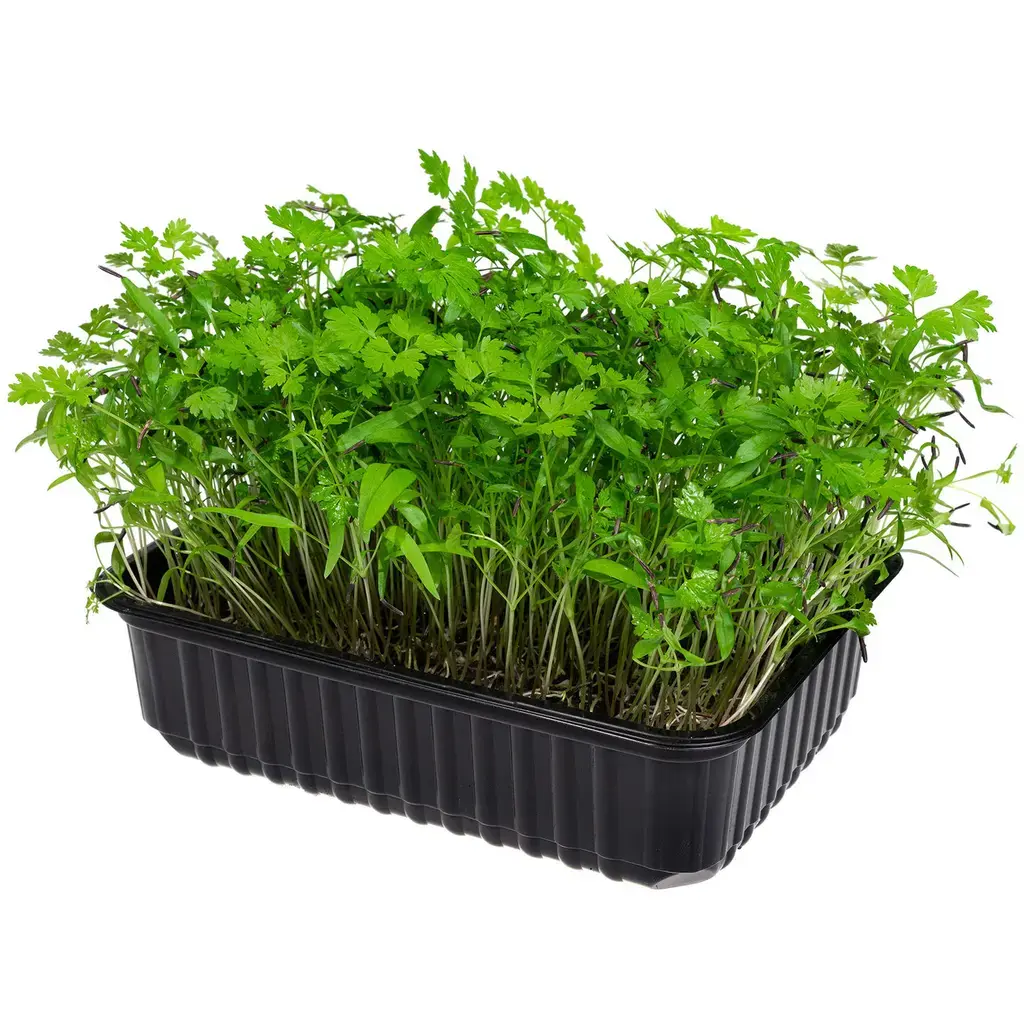 Источник: https://smallfood.com.ua/ru/categories/2-Semena-dlya-viraschivaniya-mikrozeleni/2034-Petrushka/