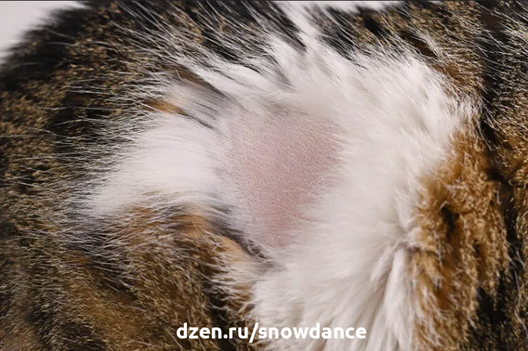 Кошка теряет шерсть