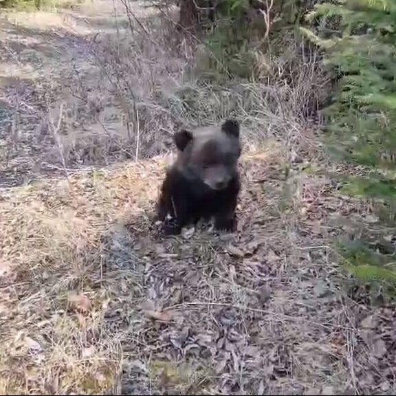 Сотрудники Иркутской зоогалереи выхаживают истощенного медвежонка. Животное нашли недалеко от Малого Голоустного 8 мая.