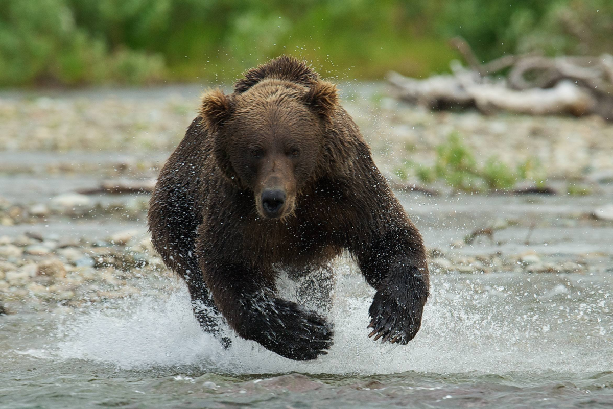 Bear do. Сибирский бурый медведь. Гризли североамериканский бурый медведь. Беар медведь. Бурый медведь нападение Гризли