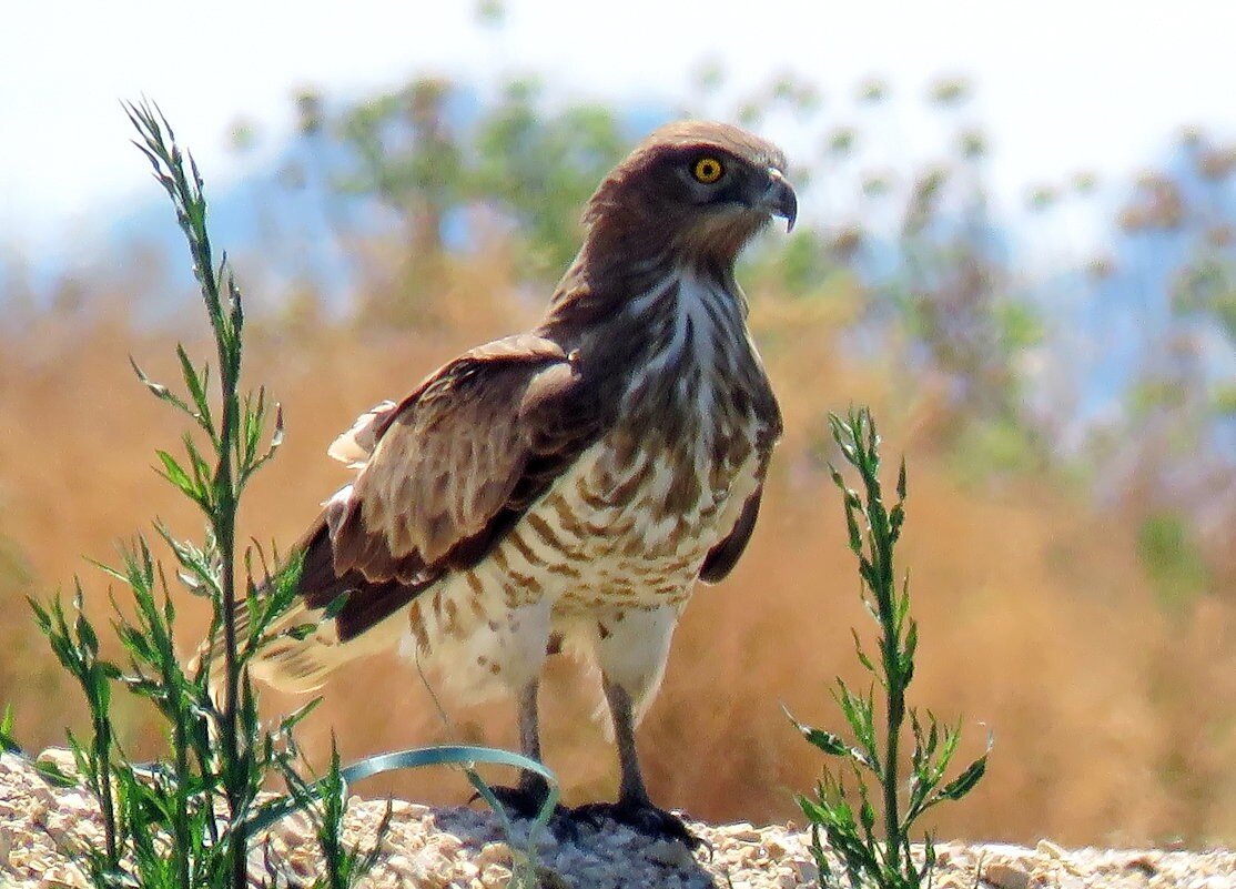 Источник: fotokto.ru