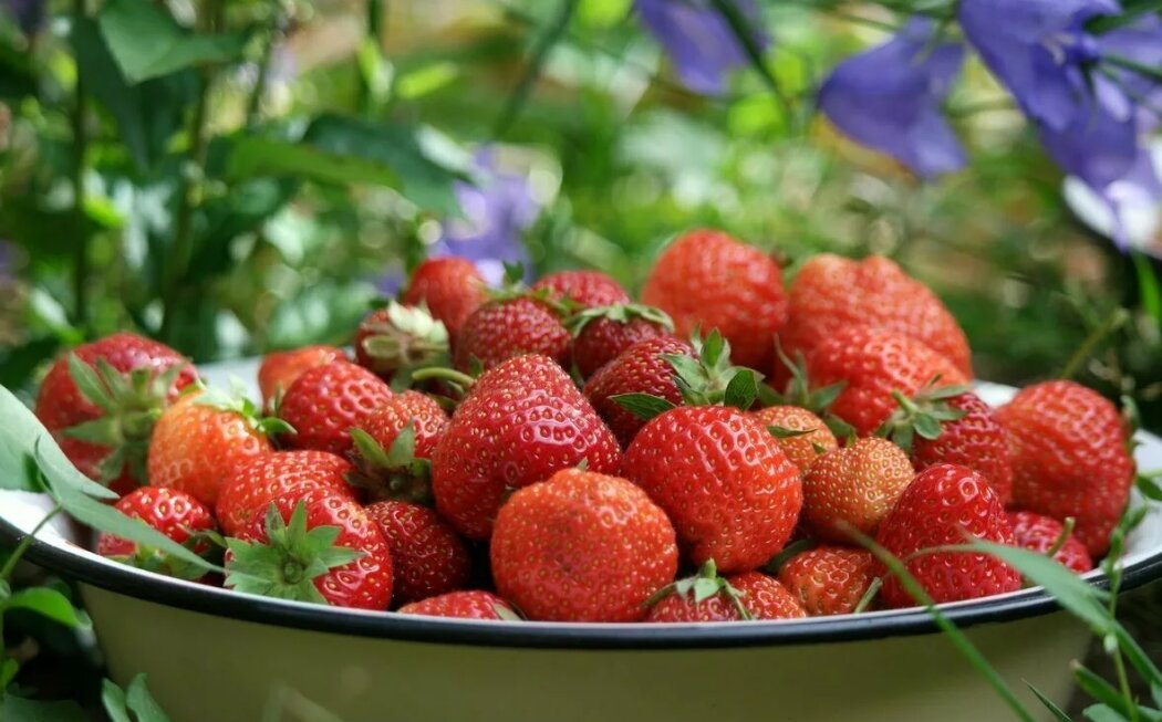 Какие ягоды можно быстро вырастить на даче: топ-7 быстрорастущих ягодных культур