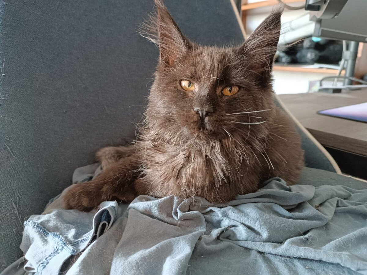 Вон какие ухи. Но их не мокрили!