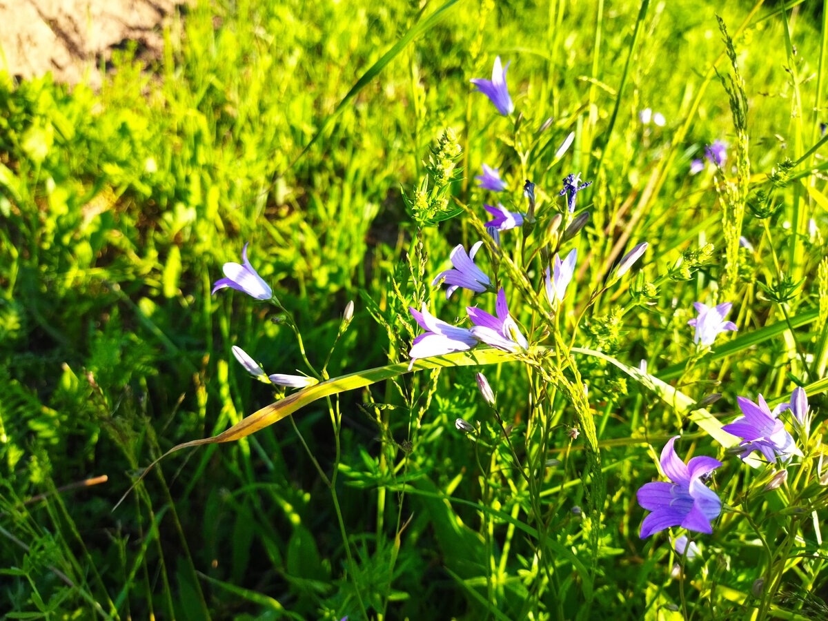 Колокольчик