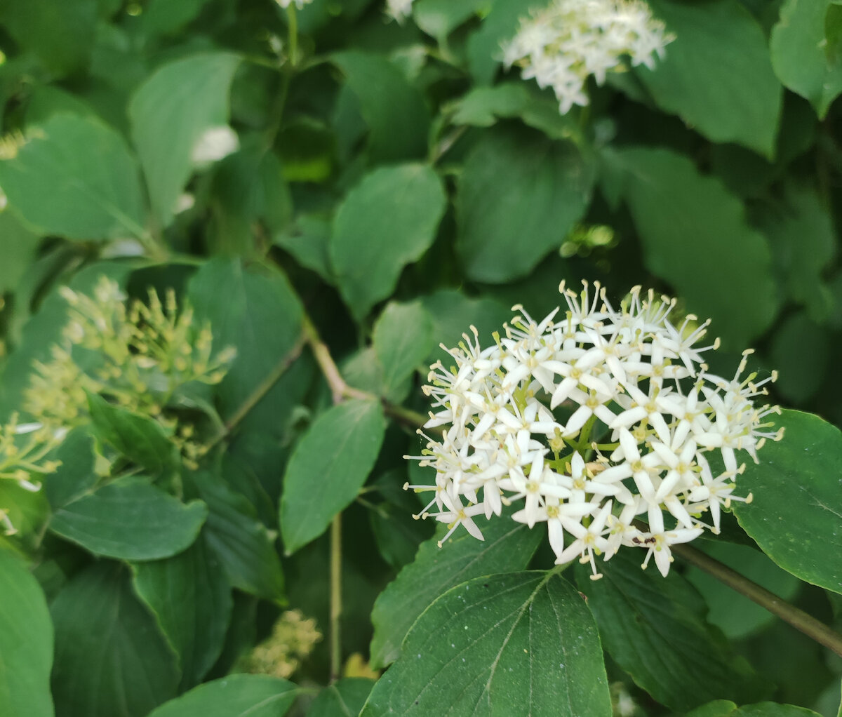 Sambucus nigra (лат.)- бузина черная, нем. "Schwarzer Holunder"