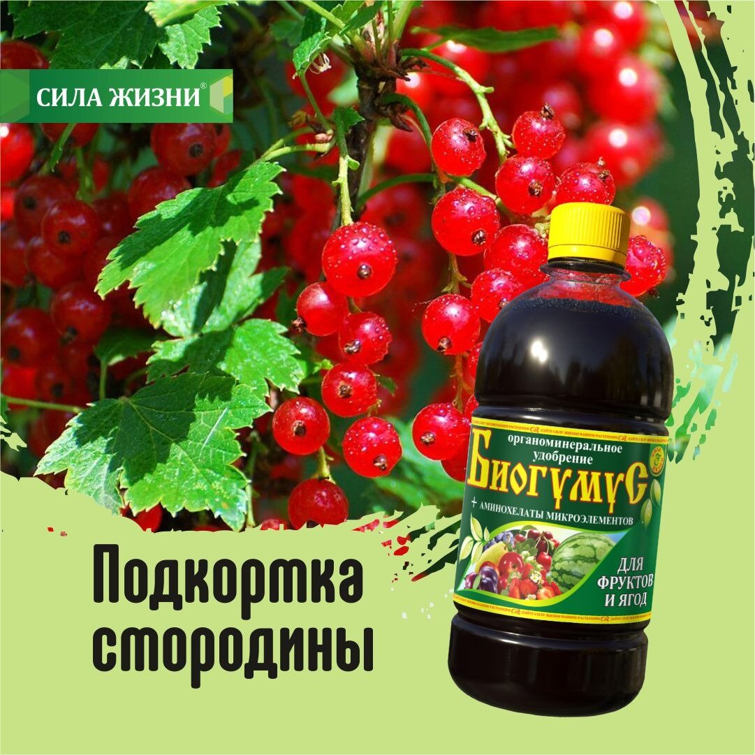 Подкормка смородины в июне | Сила Жизни | Дзен