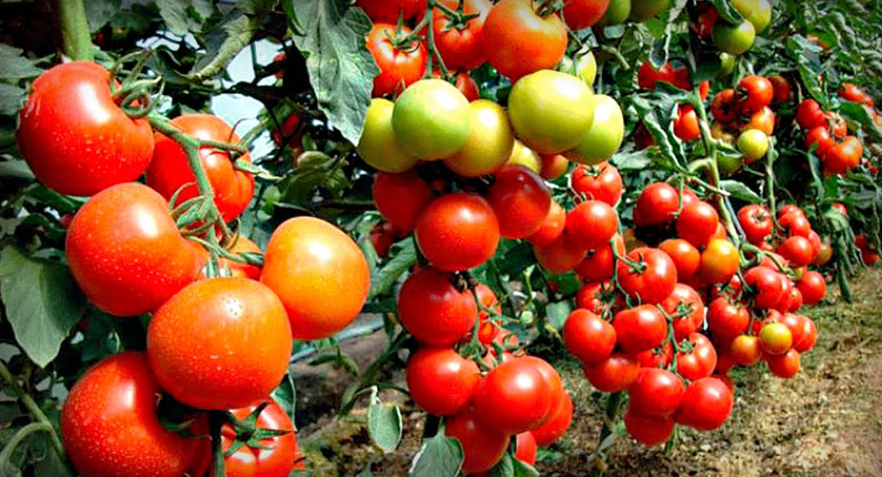 Что может быть вкуснее салата из помидорчиков со своего огорода? А как приятно зимой открыть банку с маринованными помидорами.