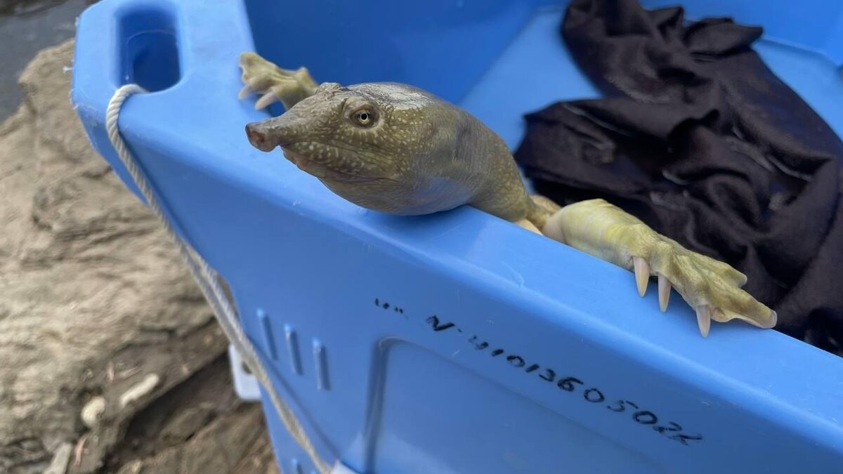 Краснокнижная особа нашла новый дом в водах Приморья — видео | Восток-Медиа  | Дзен