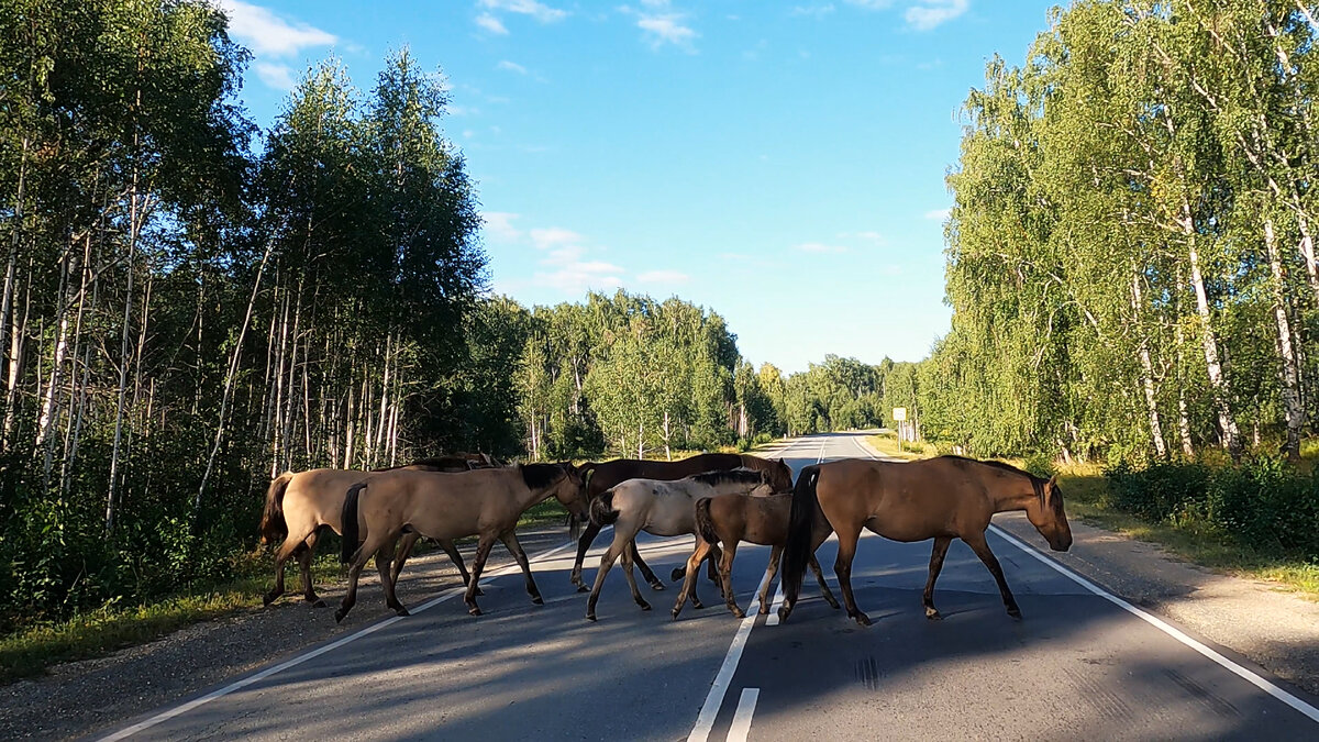 АЙГИР | ЧАЩИНЫ ПРО УРАЛ | Дзен