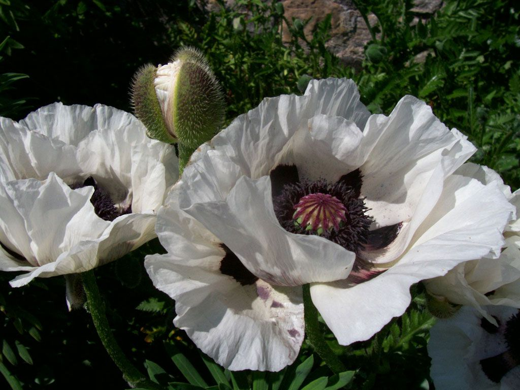 Мак Восточный (Papaver orientale). Мак Восточный Перрис Уайт. Мак (Papaver) Royal Wedding. Мак Восточный Плейс Пигаль.