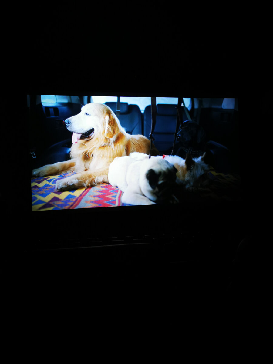 Фильм "Мой пёс Руни". Кстати, фильм мне понравился 😉