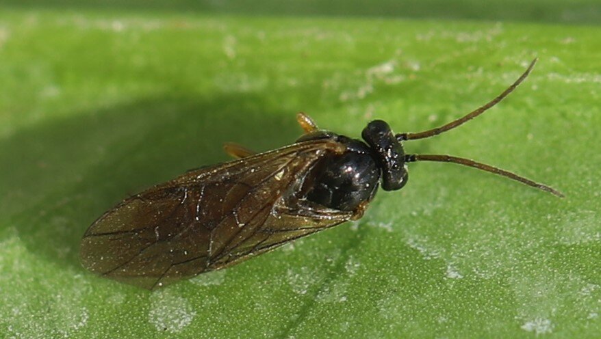 Взрослое насекомое… Вряд ли кто его опознает, увидев. Невзрачная то ли муха, то ли оса длиной 5-7 мм. Фото с сайта www.wikidata.org.