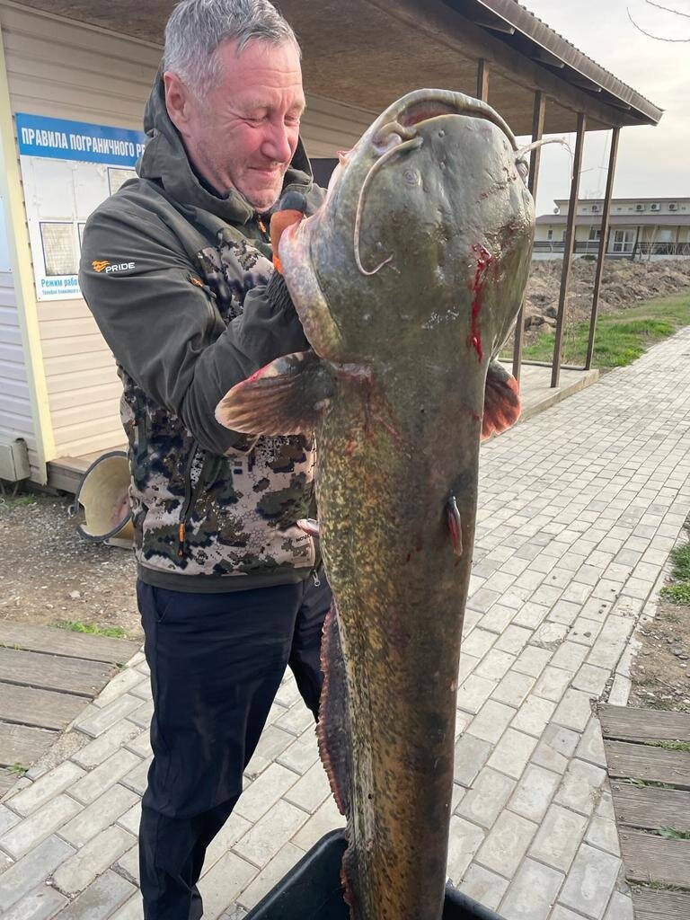 Какая рыба водится в азербайджане