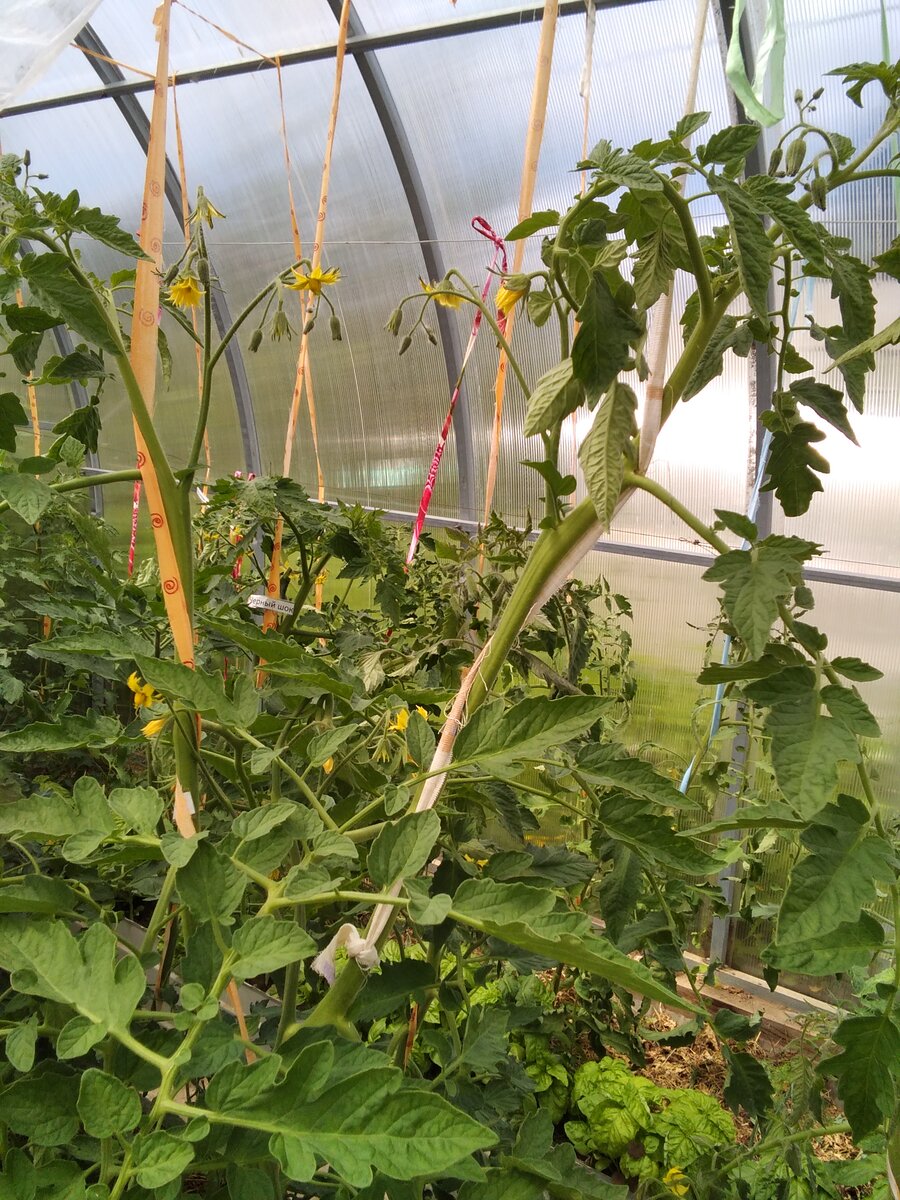 Это Наташкин арбуз. Как-то вдруг разросся. Но завязывает и цветёт. Да, дергала дней пять назад.