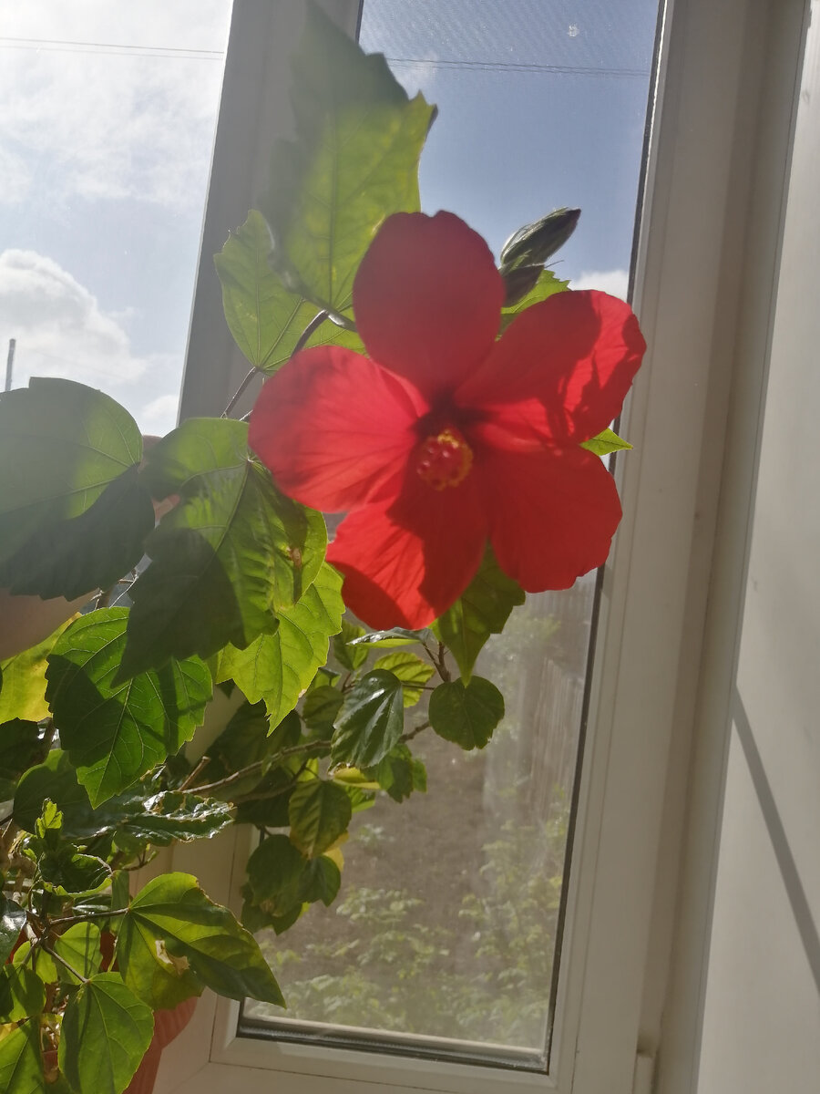 Распустился сегодня утром