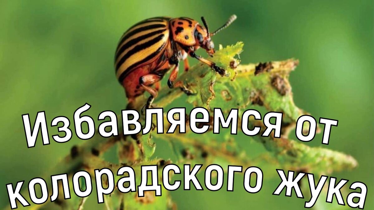 Эффективный способ борьбы с колорадским жуком | GalinaRo | Дзен