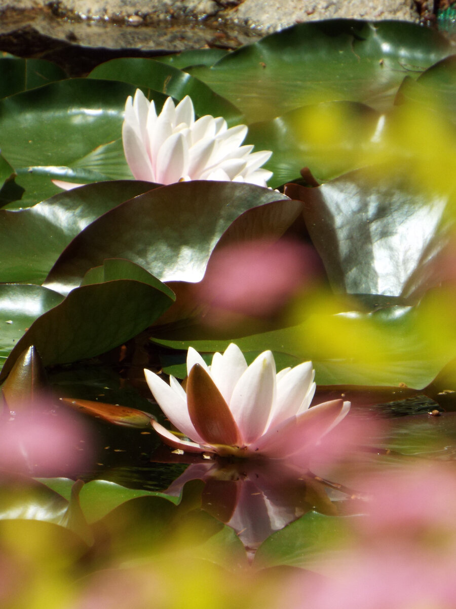 На территории Пантелеймоновской церкви (июнь 2023 года)