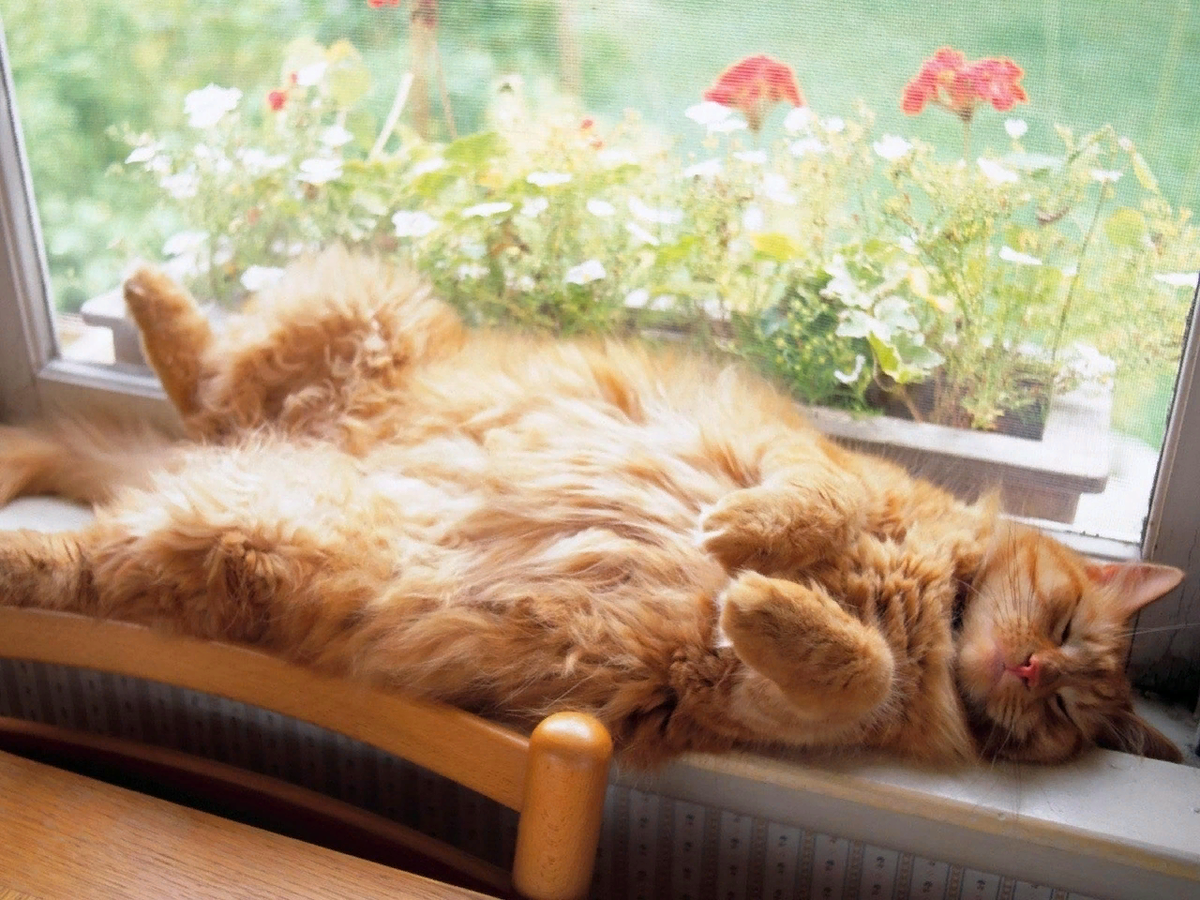 😺14 фото милых котиков, которые греются на солнышке