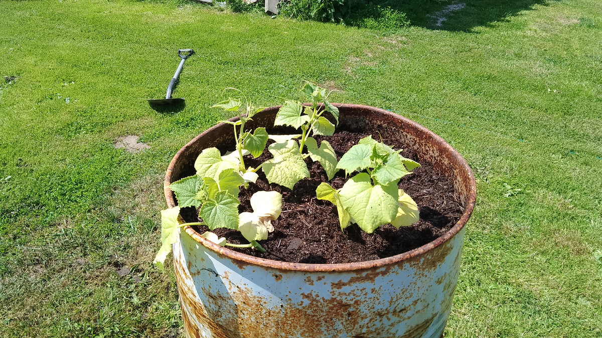 Наши лишние огурчики