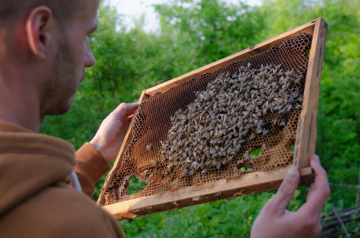 BEEHOUSE - интернет-магазин для пчеловодов