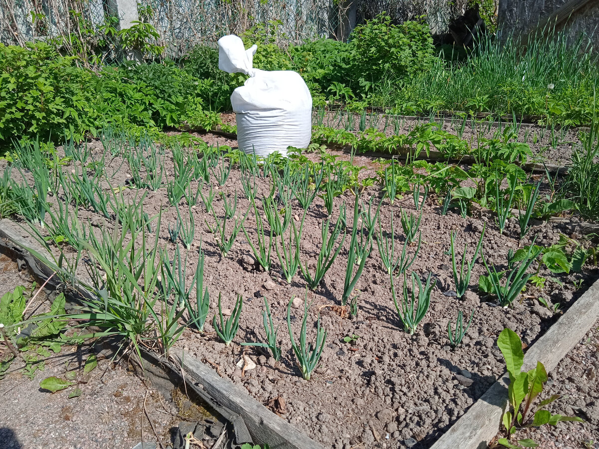 Фото автора. Луковая плантация не радует