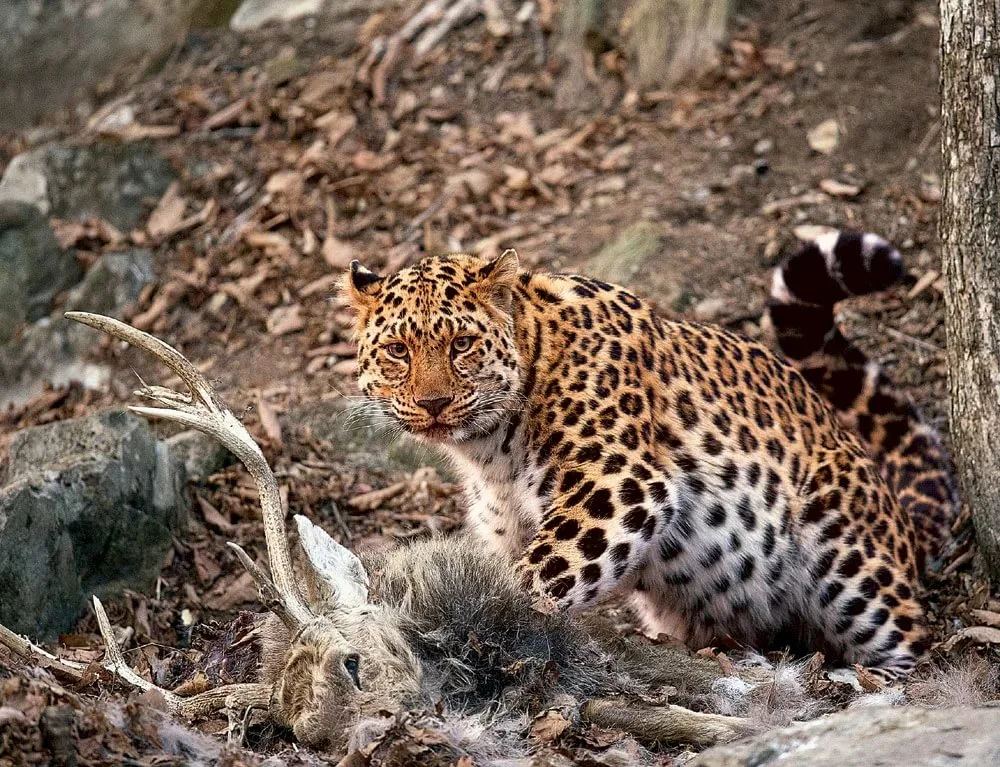 Дальневосточный леопард (Амурский леопард). Переднеазиатский леопард охотится. Дальневосточный Амурский леопард на охоте. Дальневосточный Амурский леопард питание.