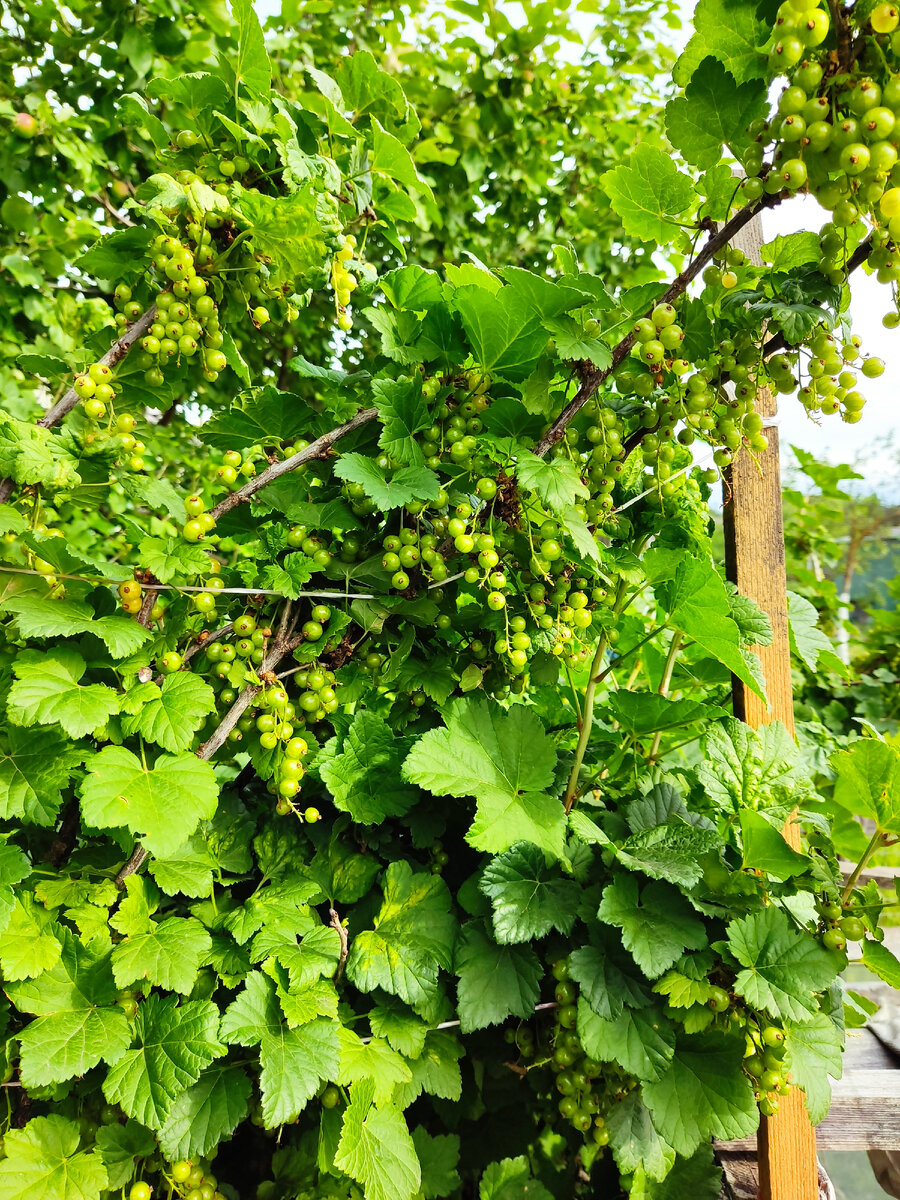 фото автора - белая смородина