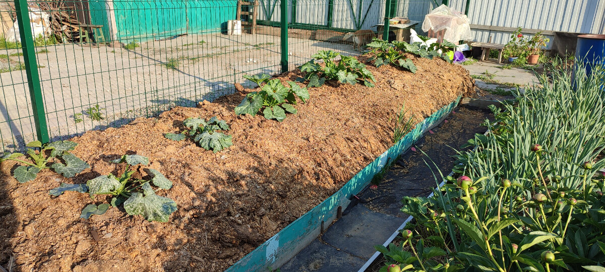 Вот из такой "быстрой" мульчи у меня сделана грядка для кабачков. 