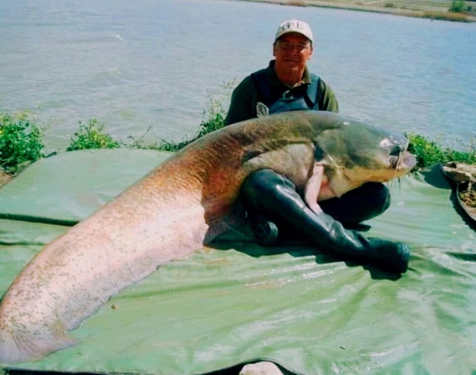 Сом съел сома. Сенгилеевское водохранилище сом людоед. Сом людоед в Ростове на Дону.