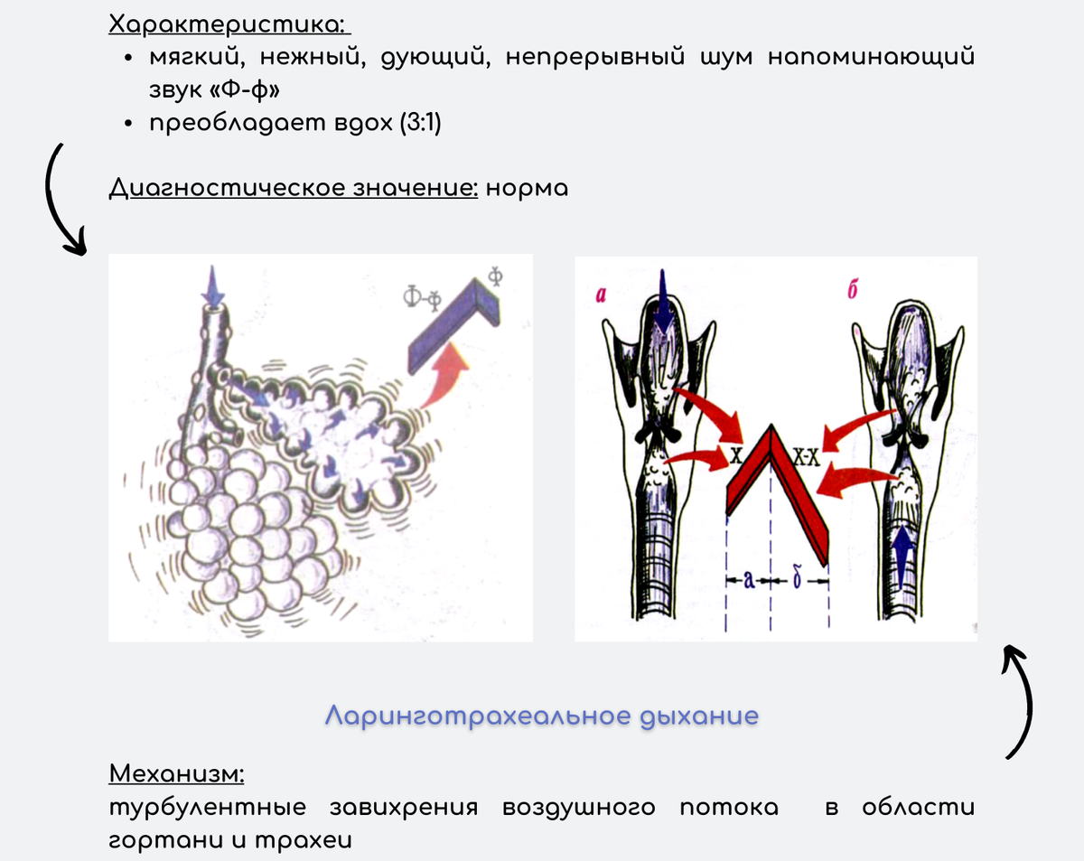 Везикулярное дыхание пропедевтика. Аускультация везикулярное дыхание. В легких везикулярное дыхание что это. Механизм образования везикулярного дыхания.