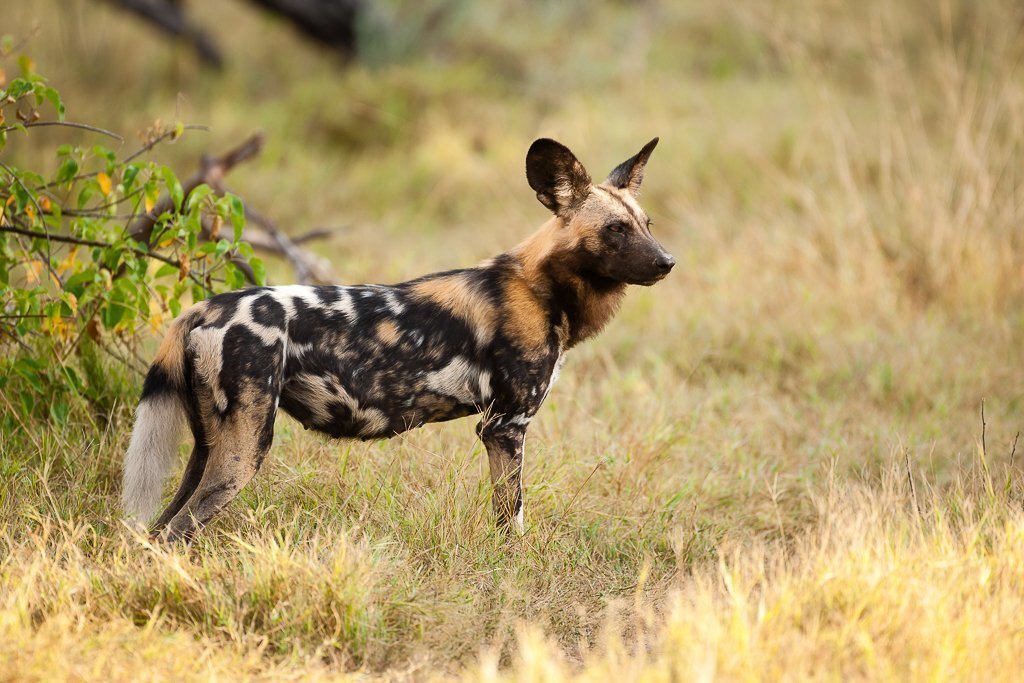 Wild dog. Гиеновая собака. Африканская Гиеновидная собака. Гиеновидная гиена. Lycaon pictus.