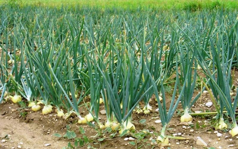 Вырастить крупный и сладкий лук поможет соль 