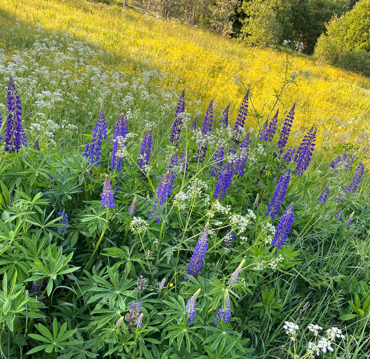 Фото автора. Летних красок для настроения!