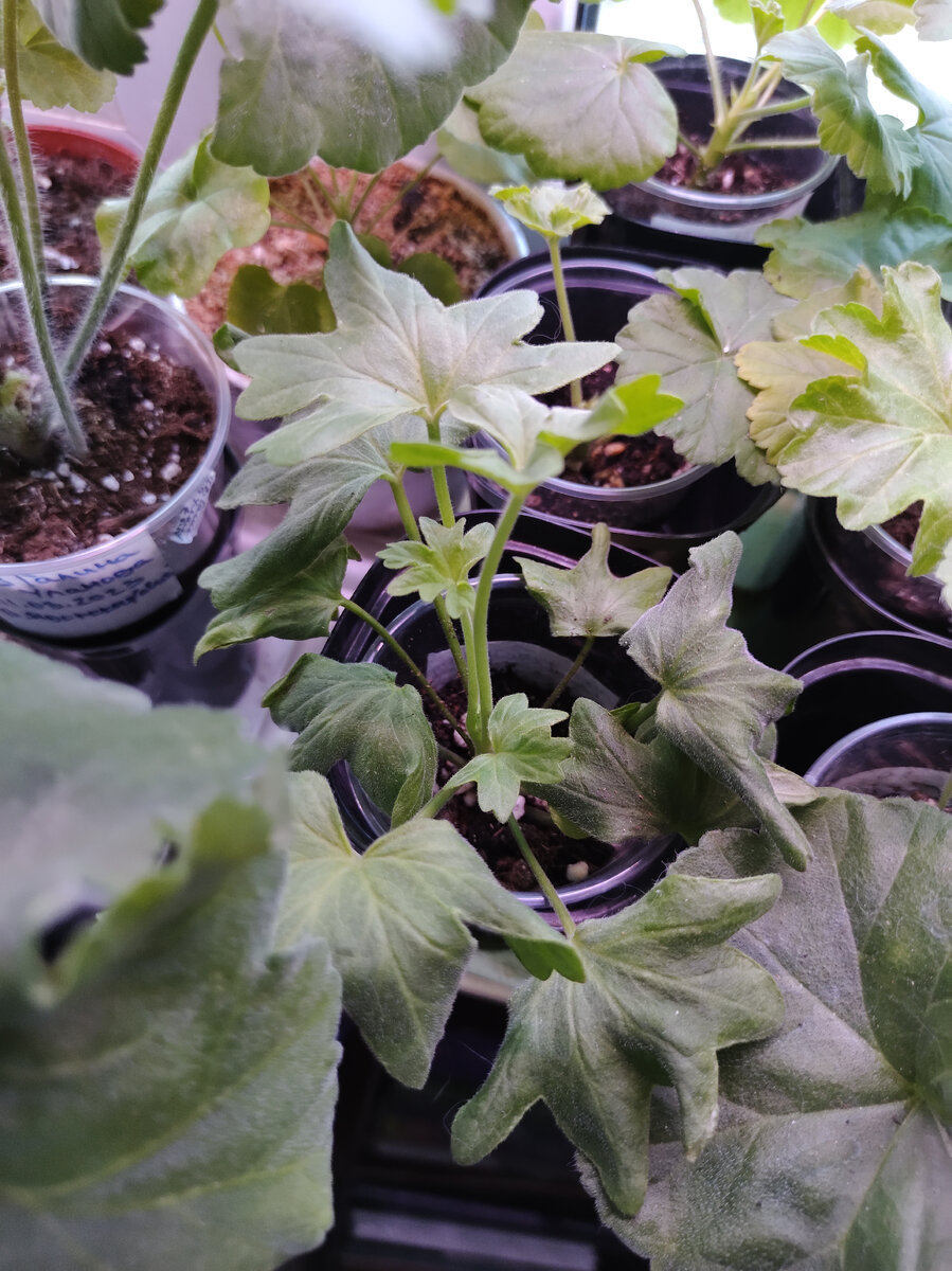 Первые пеларгоши