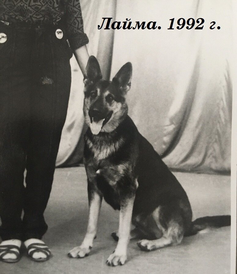 Немецкая овчарка Лайма. На фото ей примерно 5 лет. Фото автора.