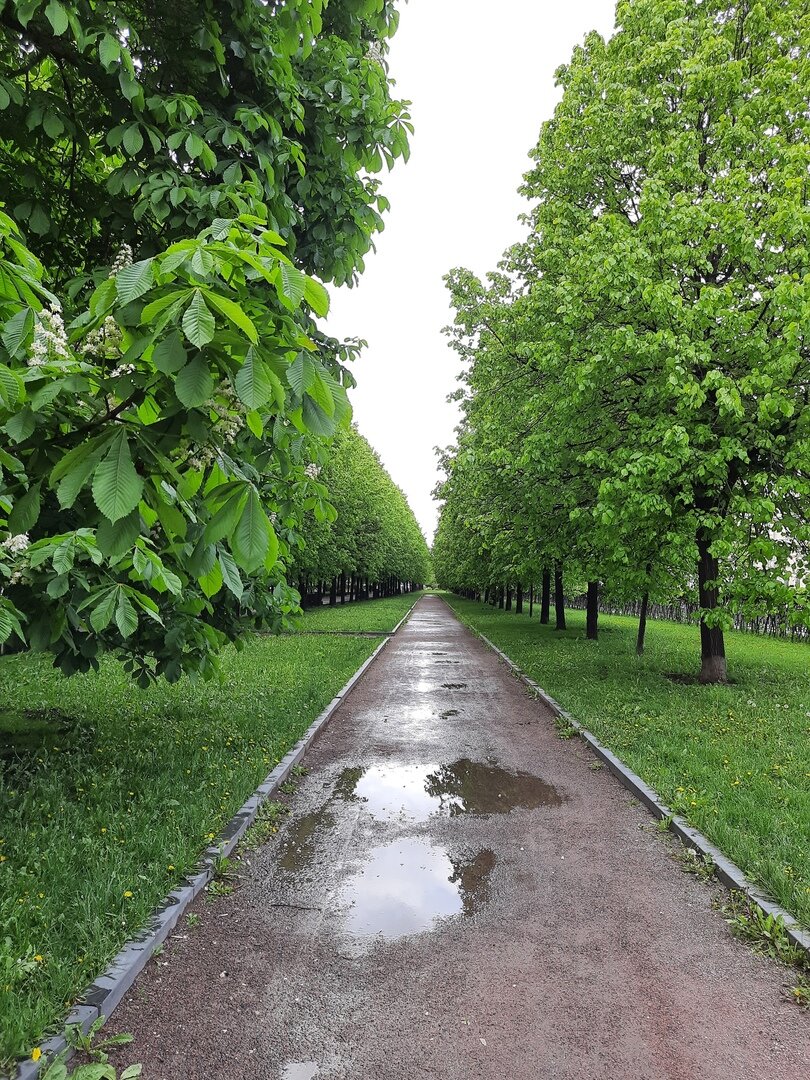 После дождя