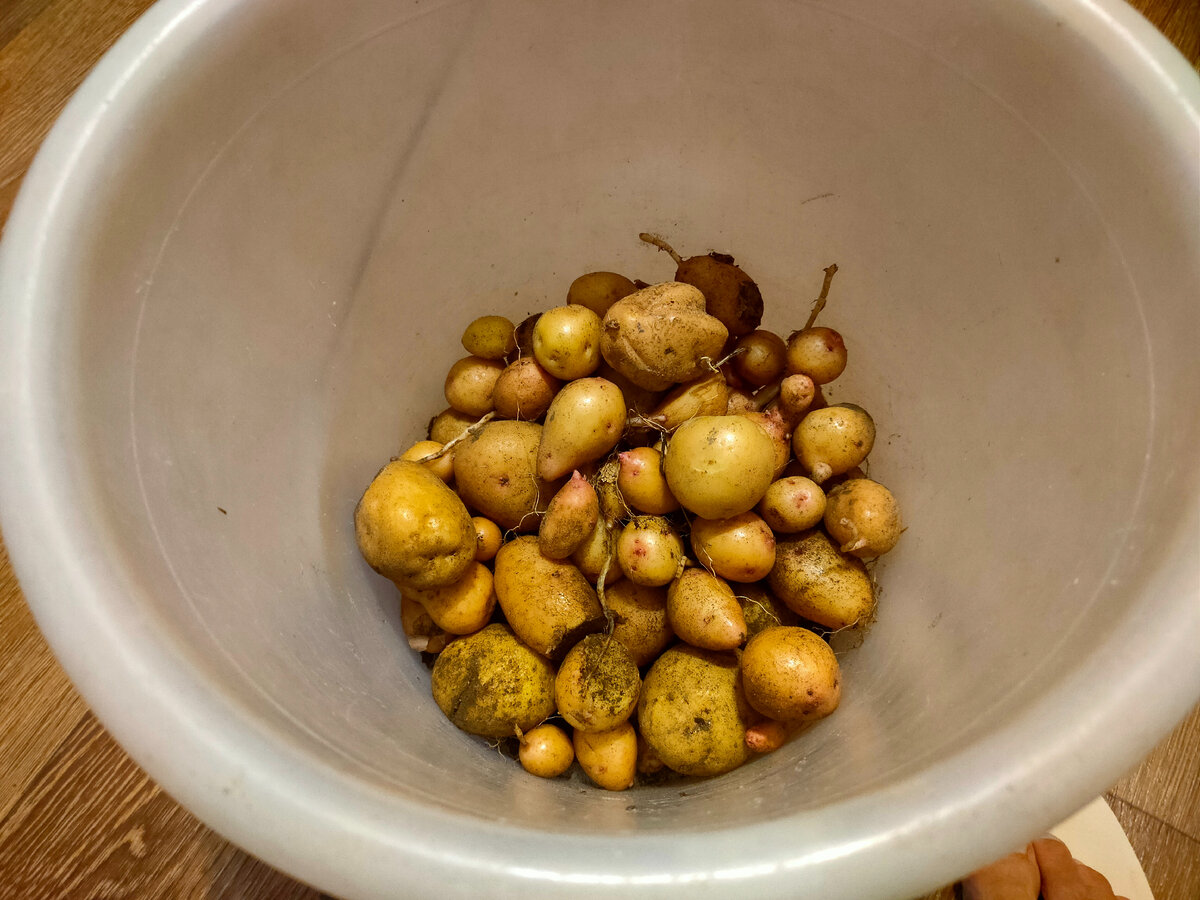 Это всё, что у меня выросло в прошлом году. Просто ужас какой-то