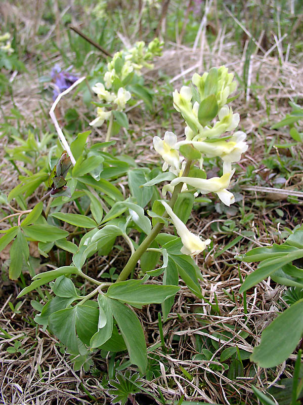 Хохлатка маршалла. Хохлатка Маршалла растение. Хохлатка Маршалла (Corydalis marschalli). Хохлатка Маршалла – Corydalis marschalliana (Pall. Ex Willd.) Pers..