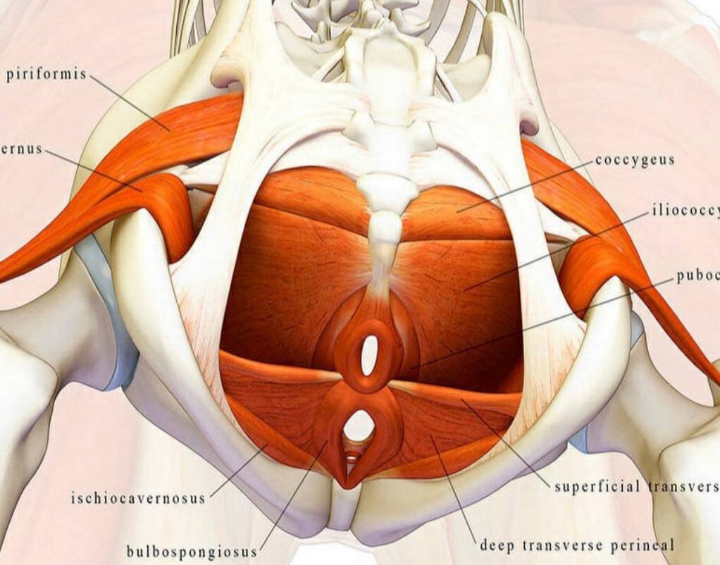 Зачем тренировать мышцы тазового дна?