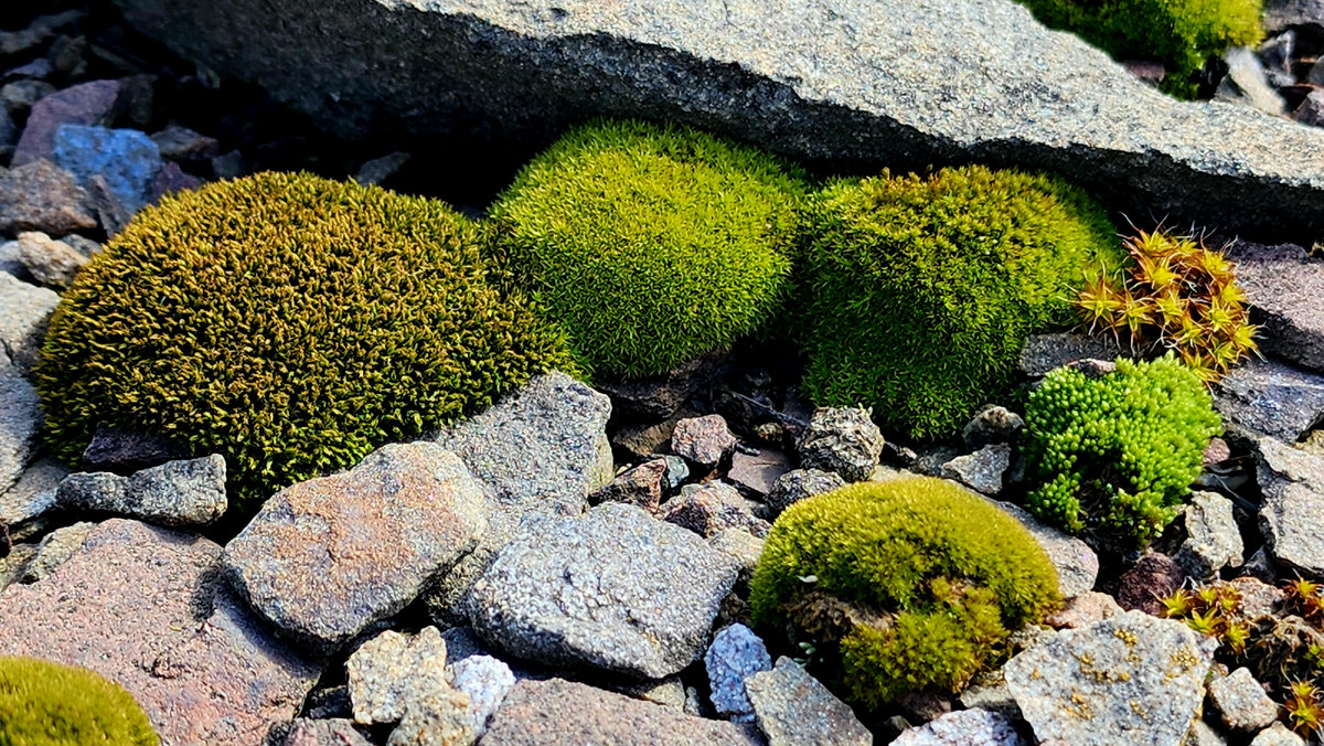 Несколько видов мхов. По фото опознала не все. Слева, самый большой холмик - андреевый мох (но это не точно). Справа вверху, как звёздочка - Синтрихия сельская. Небольшой кустик перед синтрихией - бриум дернистый. 